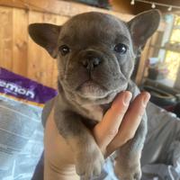 Bulldog francese esotico