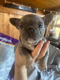 Bulldog francese esotico