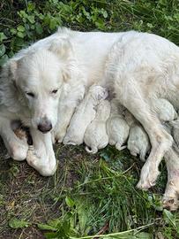 Cuccioli maremano dogo