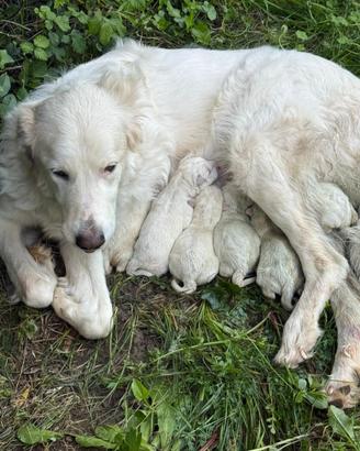 Cuccioli maremano dogo