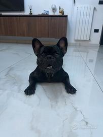 Disponibile cane per monta bulldog femmina