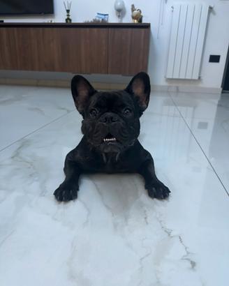 Disponibile cane per monta bulldog femmina