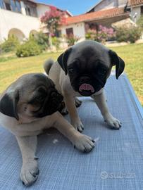 Carlini cuccioli fulvi