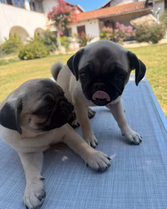 Carlini cuccioli fulvi