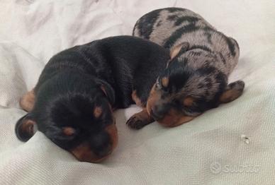 Cuccioli Bassotto