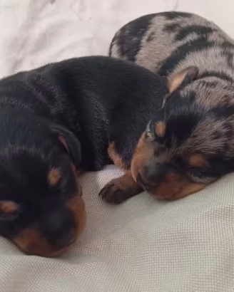 Cuccioli Bassotto