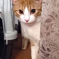 ROBY micio biancorosso di 7 mesi