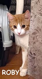 ROBY micio biancorosso di 7 mesi