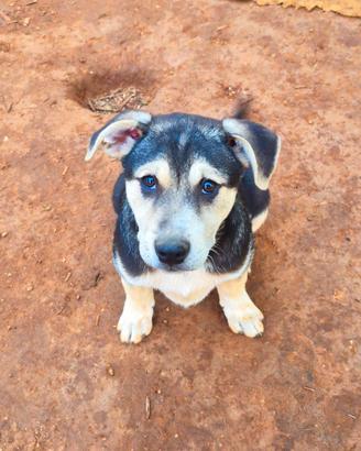 Tito, dolce e fiero in adozione