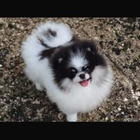 Spitz Nano Tedesco (Pomerania) Maschio per monta