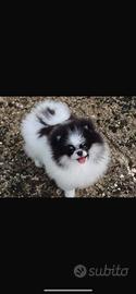 Spitz Nano Tedesco (Pomerania) Maschio per monta