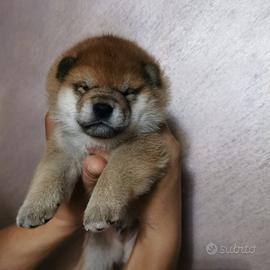 Cuccioli di shiba inu con pedigree disponibili