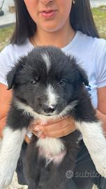 Cuccioli di border collye