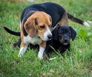 Cucciolo maschio Bassotto/Beagle