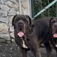 Mastino napoletano