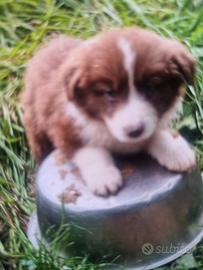 Cuccioli border collie super star