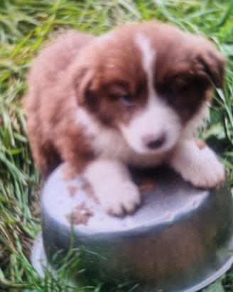 Cuccioli border collie super star