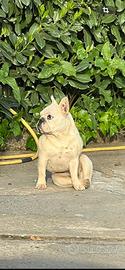 Bulldog e Pinscher