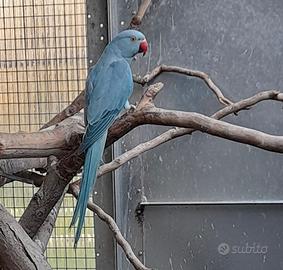 Parrocchetti dal collare