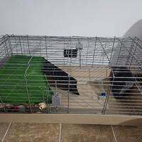gabbia per conigli e cavie