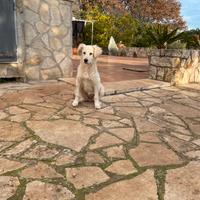 Cucciola di meticcio di labrador