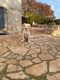 Cucciola di meticcio di labrador