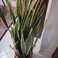 vaso grande fi sanseverie 