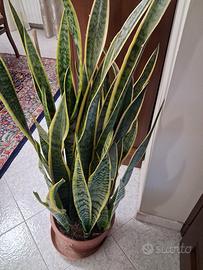 vaso grande fi sanseverie 