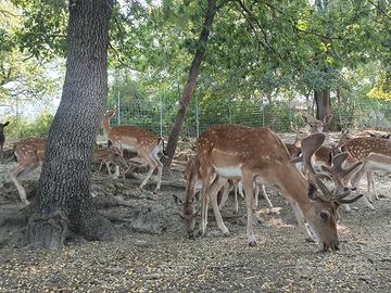 Allevamento Autorizzato Daini