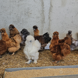 Galline moroseta varie colorazioni