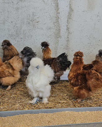 Galline moroseta varie colorazioni