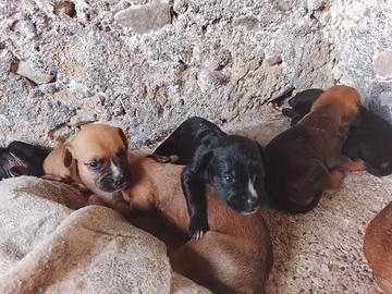 Cuccioli in adozione