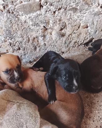 Cuccioli in adozione