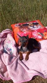 Cucciola di pincher toy