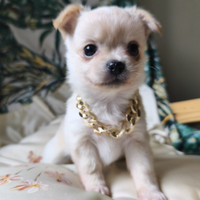 Chihuahua pelo lungo color crema