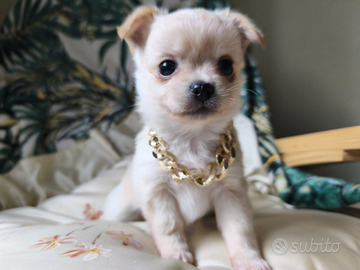Chihuahua pelo lungo color crema
