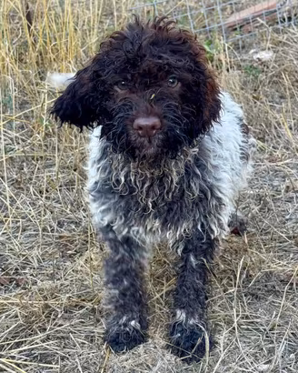 Lagotti Orsacchiotti