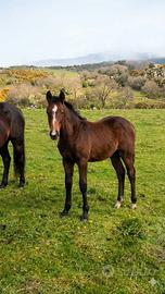 Puledro Salto Ostacoli 7 mesi