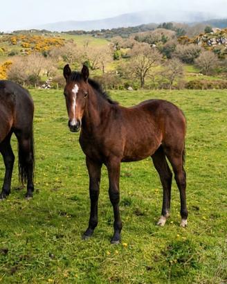 Puledro Salto Ostacoli 7 mesi