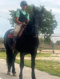 Cavallo