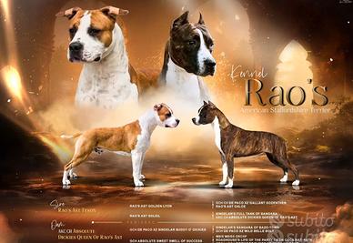 American Staffordshire Terrier