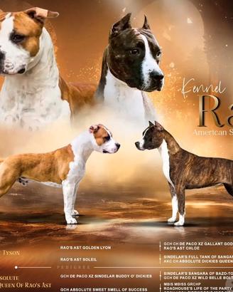 American Staffordshire Terrier