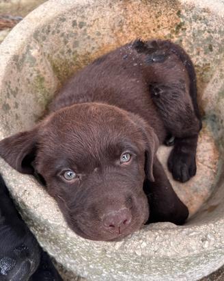 Cuccioli labrador