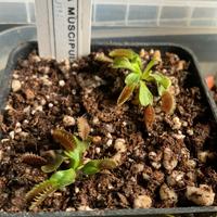 Piante carnivore