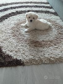 Maltese mini toy