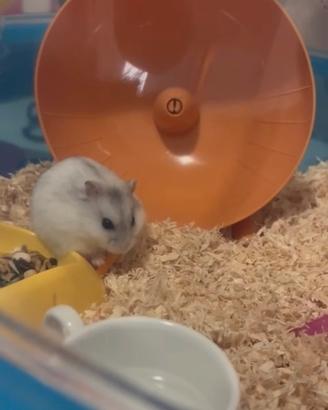 Criceto aspetta una nuova famiglia affettuosa
