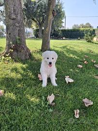 Cucciola di pastore abruzzese