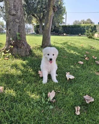 Cucciola di pastore abruzzese