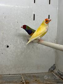 Diamanti Di Gould