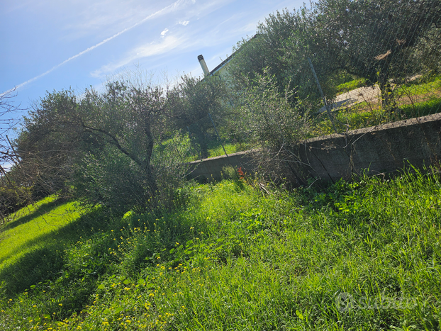 Terreno agricolo caffe roma